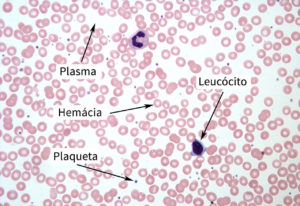 Plasma, Hemácia, Leucócito e Plaqueta